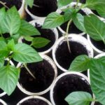 рассада перца