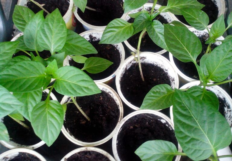 рассада перца