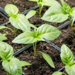 розсада перцю