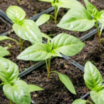 розсада перцю