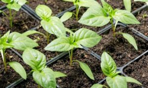 рассада перца