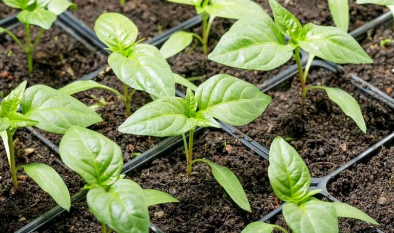 рассада перца