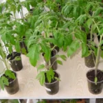 Розсада помідорів