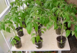 Рассада помидоров