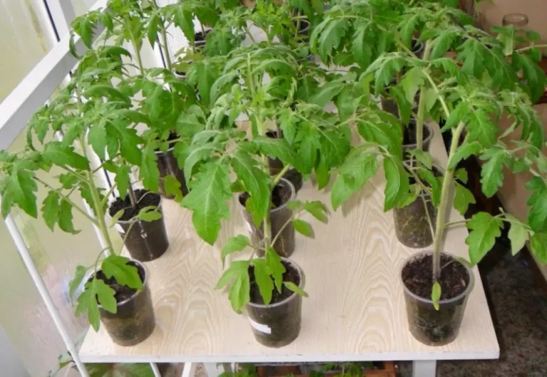 Рассада помидоров