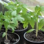 розсада помідорів