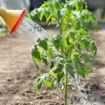 Рассада томатов