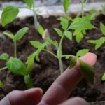 рассада томатов