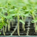 рассада томатов