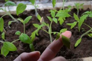 розсада томатів