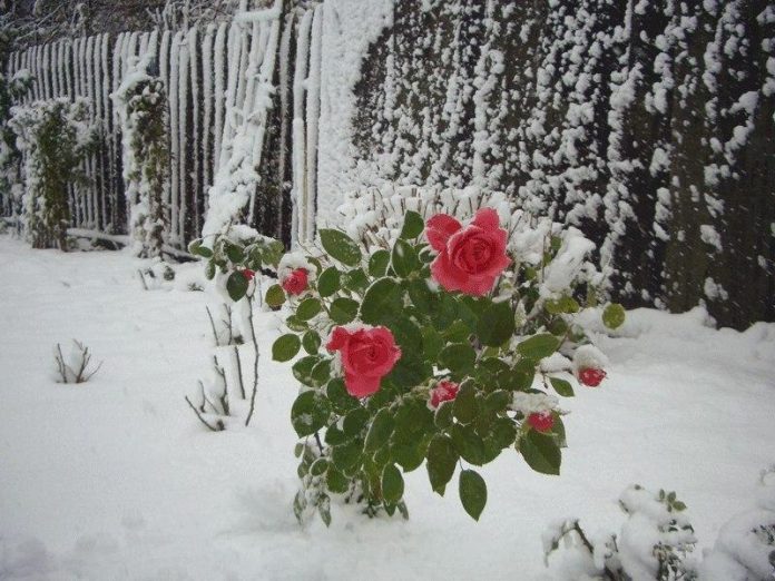 розы под  снегом  - погода