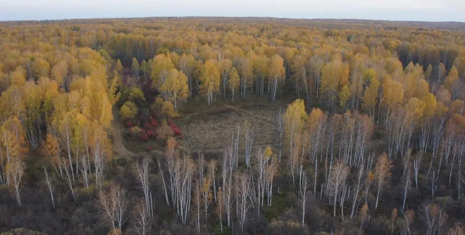 рыжий лес