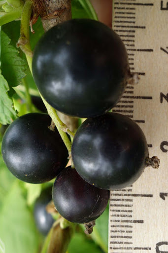 Чернігівські садівники назвали найбільш врожайні сорти смородини