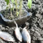 Риба на городі