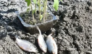 Риба на городі