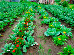 С чем сажать свеклу?