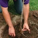 Посадка дерева