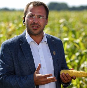 Для присадибників: Коли сіяти цукрову кукурудзу