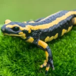 саламандра