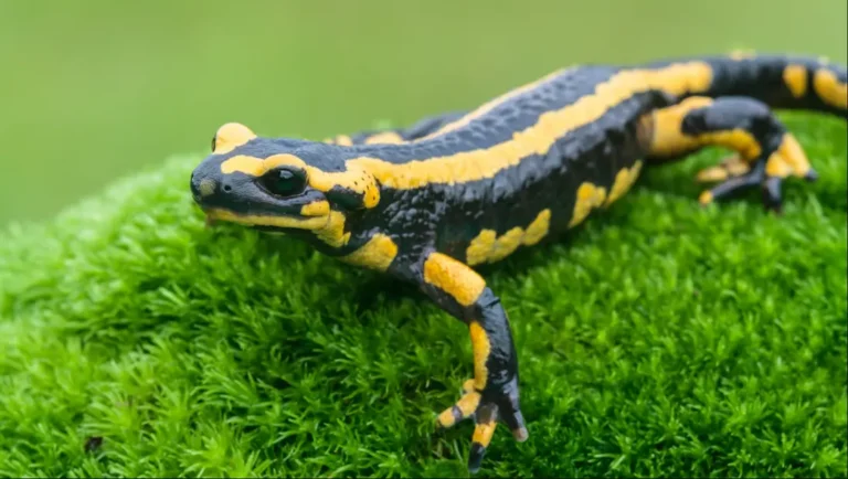 саламандра