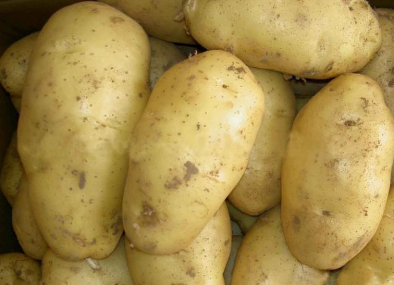 Названы самые вкусные сорта картофеля
