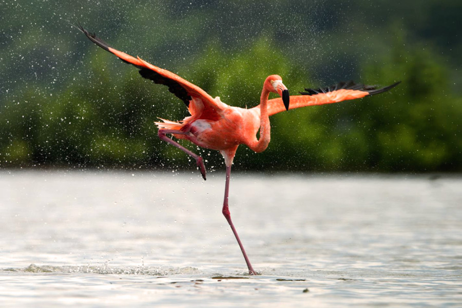 selestun-meksika-flamingo