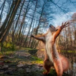 сезон тишины