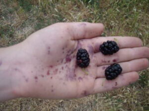 Пятна шелковицы