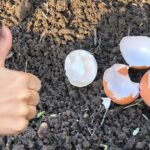 скарлупа на огороде