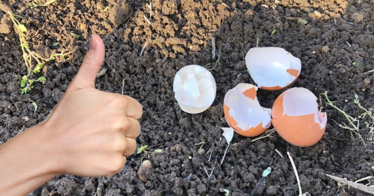 шкарлупа на городі