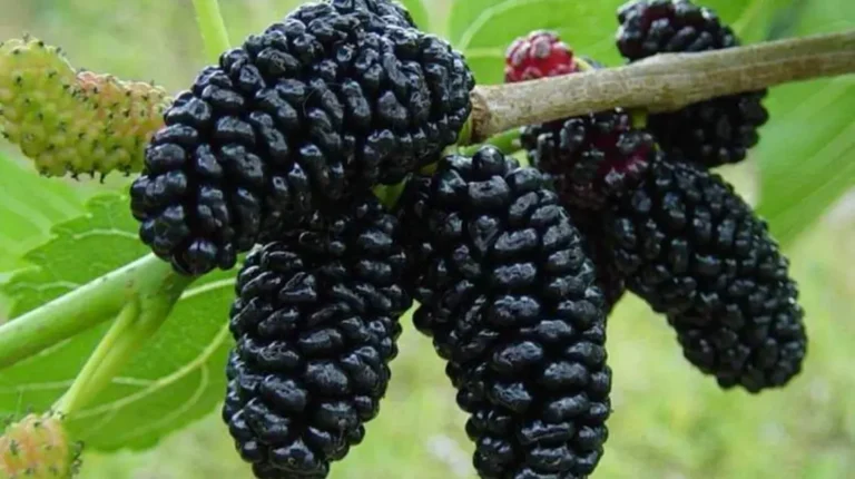 шелковица