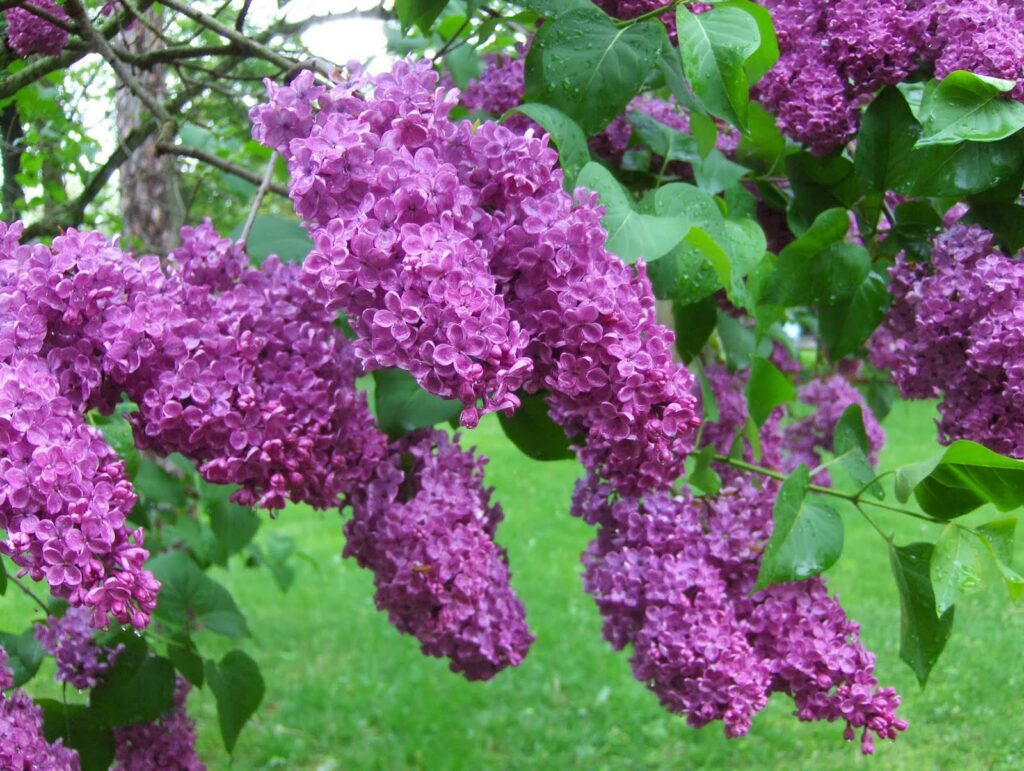 сирень