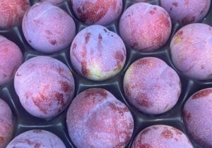 слива. Новый сорт