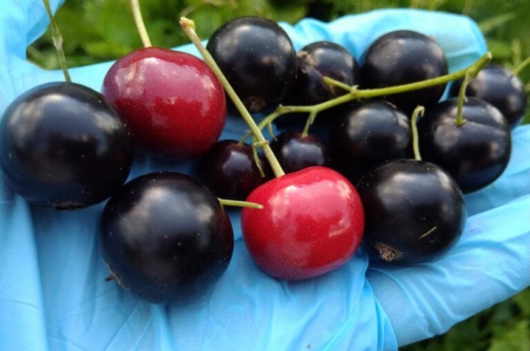 Чем подкормить смородину, чтобы ягоды выросли размером с вишню – дачная хитрость