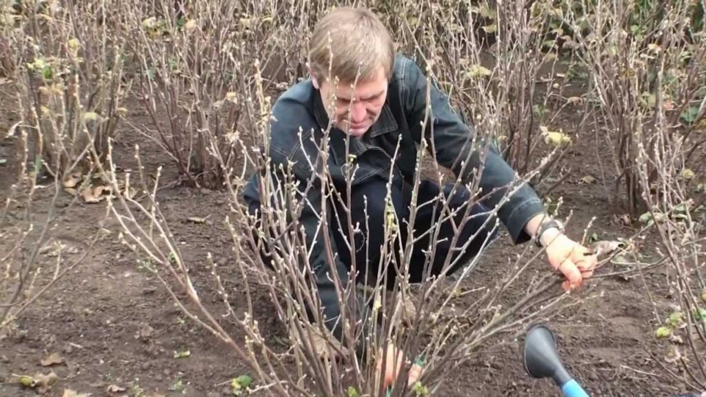 обрезка смородины