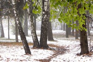 сніг у лісі