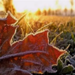 сніг восени