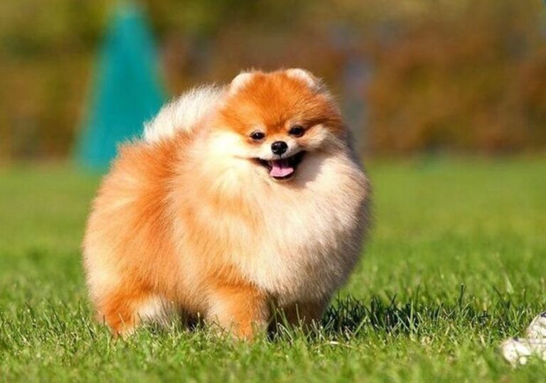 собака