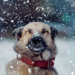 собака під снігом