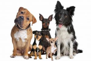 Собаки разных пород