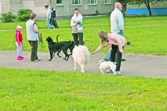 В Луцке создадут площадки для выгула собак