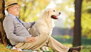 собакотерапия