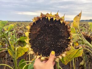 посівний соняшник
