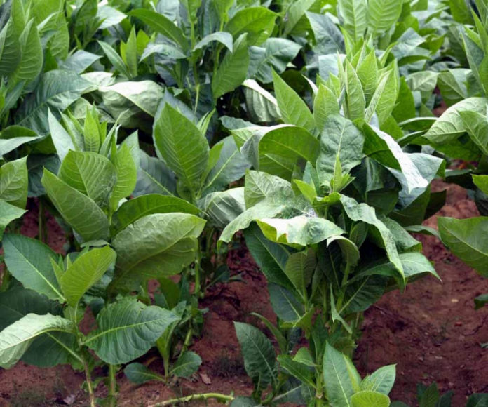 Садівниця з Херсонської області вирощує тютюн для боротьби з шкідниками та хворобами овочевих і плодових культур