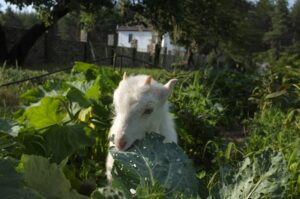 соседская коза забралась в огород