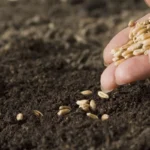 магазин семян