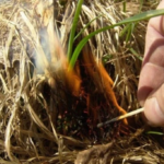 спалювання трафи