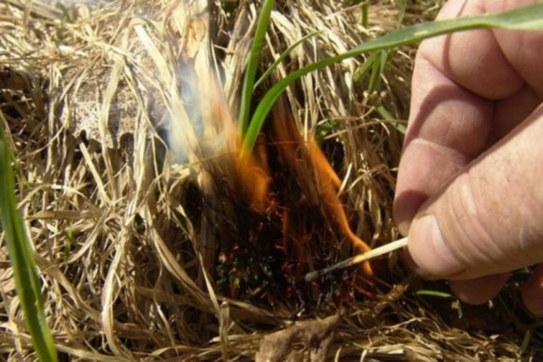 сжигание травы