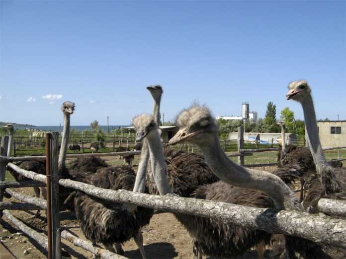 В Ивано-Франковской области бывший военный АТО разводит страусов