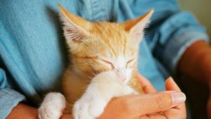 стригущий лишай